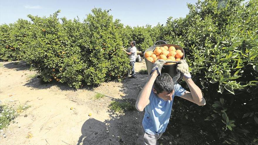 La caída de la producción citrícola adelanta compras y eleva precios