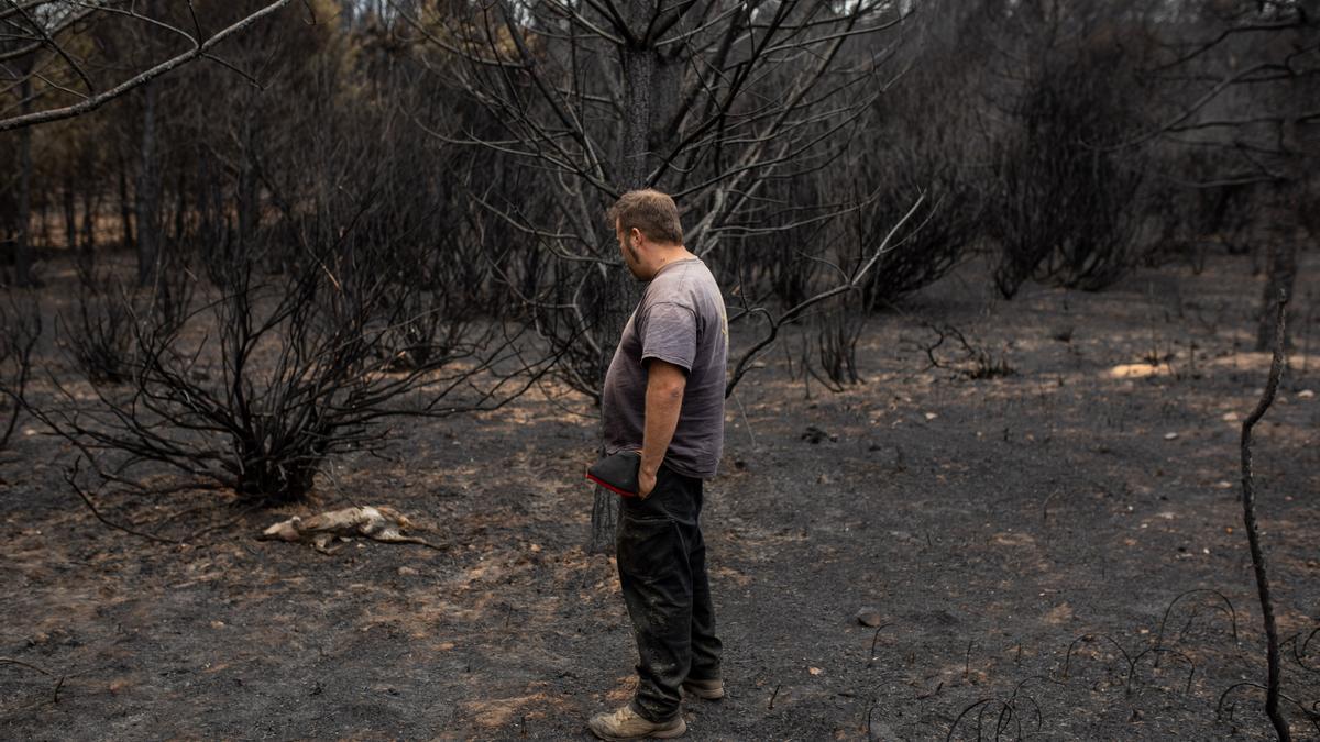 INCENDIO FORESTAL DE LA SIERRA DE LA CULEBRA. TESTIMONIOS