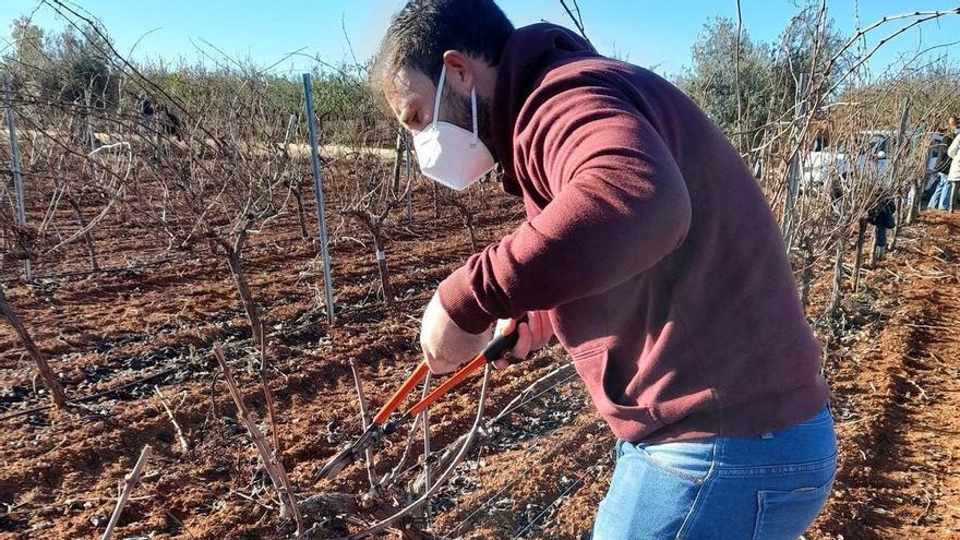 Ribera del Guadiana convoca su segundo concurso de poda