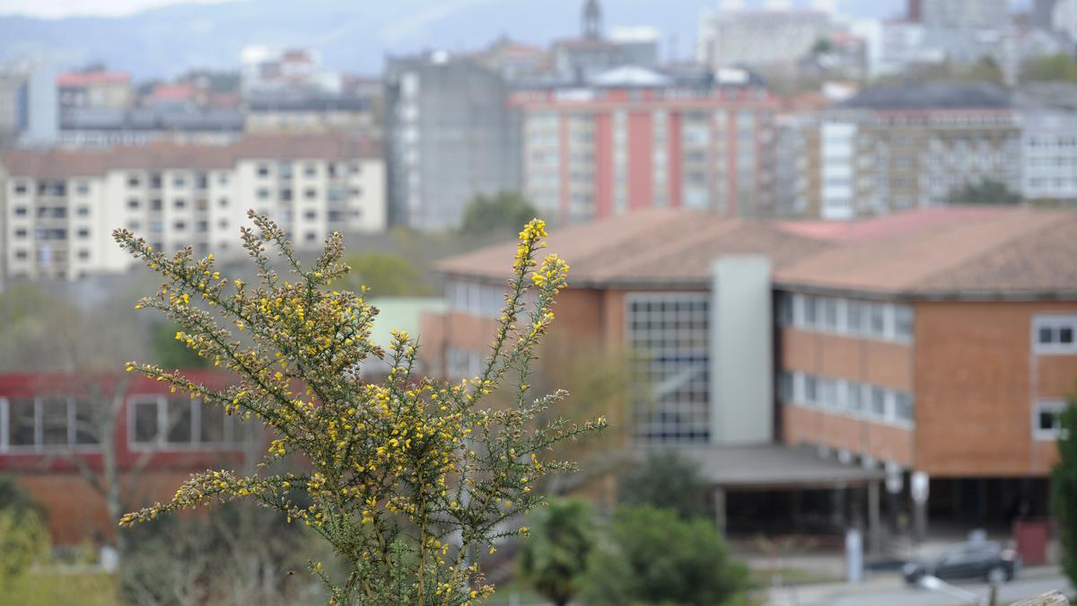 Un tojo con su característica “chorima” en Lalín.