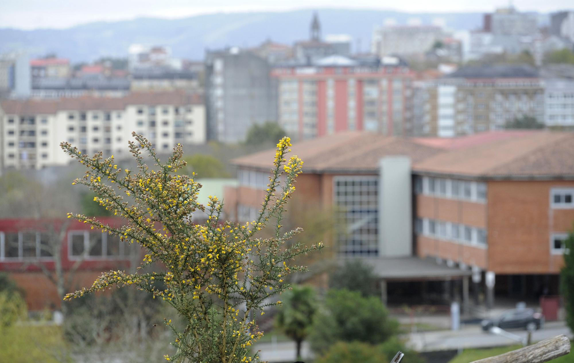 Un tojo con su característica “chorima” en Lalín.