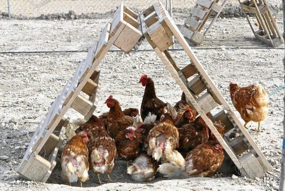 Sie sind für das Eierlegen gezüchtet, wissen, was sie zu tun haben, genießen den Auslauf - und schauen doch stets ängstlich gen Himmel. Zu Besuch bei 1.200 Hühnern in der Nähe von Marratxí.