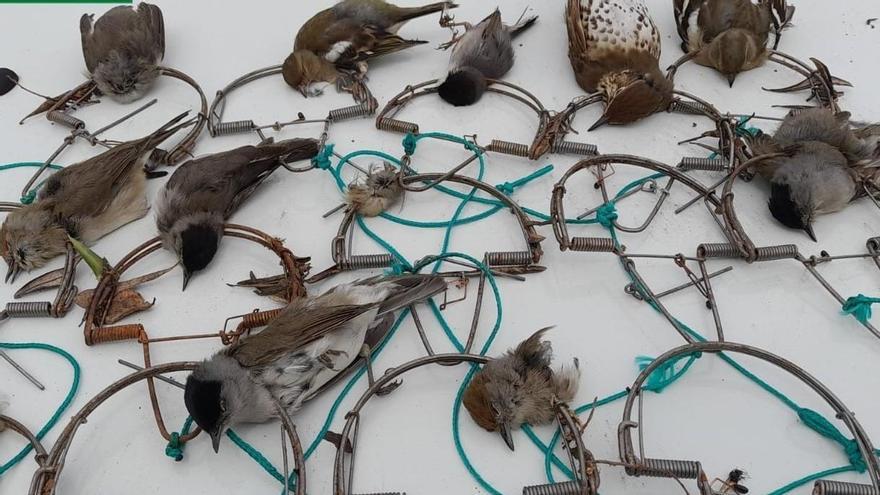 Aves capturadas con "costillas" que fueron intervenidas por el Seprona al cazador furtivo.