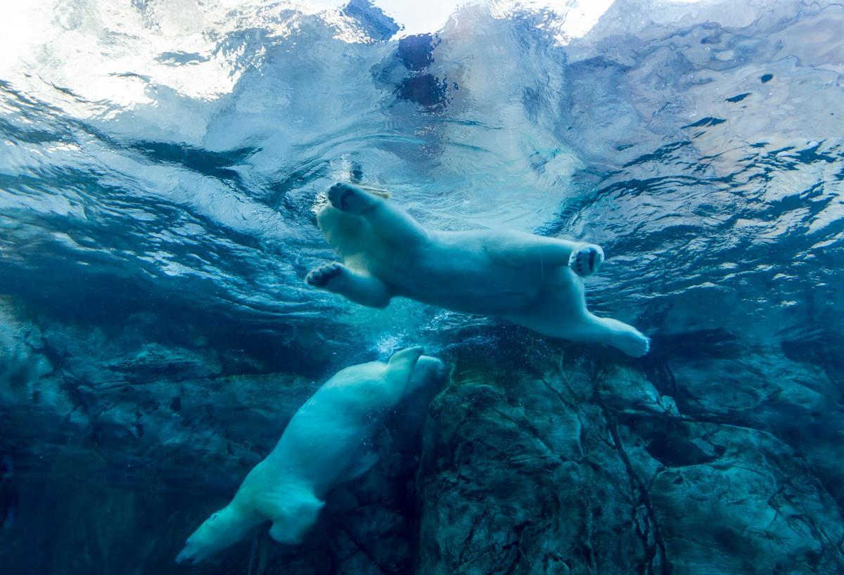 Dos osos polares nadando.