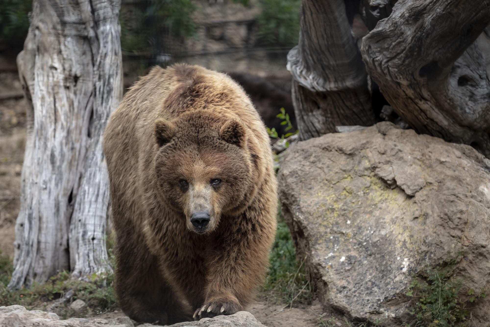 Los osos de Mallorca se reencuentran con su mamá humana