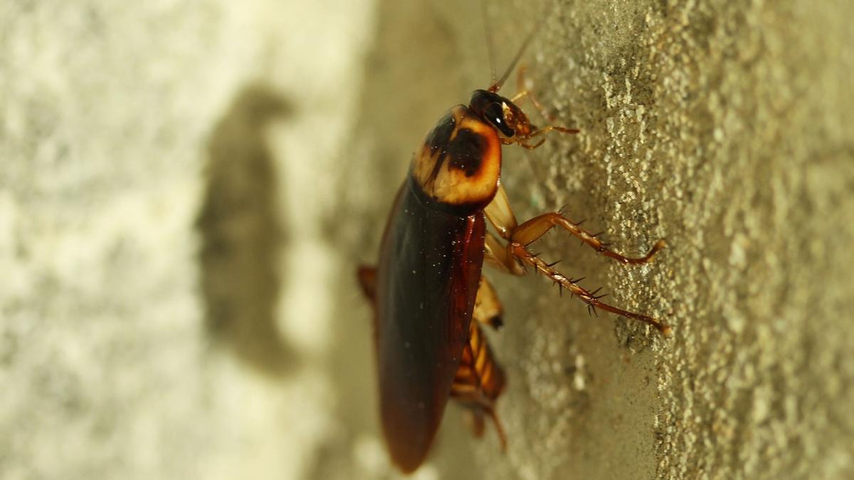 El truco definitivo para encontrar los nidos de cucarachas en tu casa