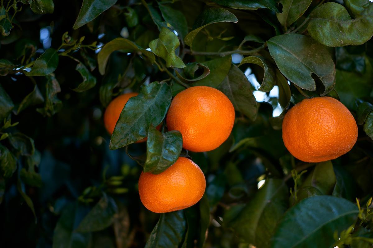 La nueva mandarina extratardía Kino es especialmente interesante para cultivarla en el Valle del Guadalquivir.