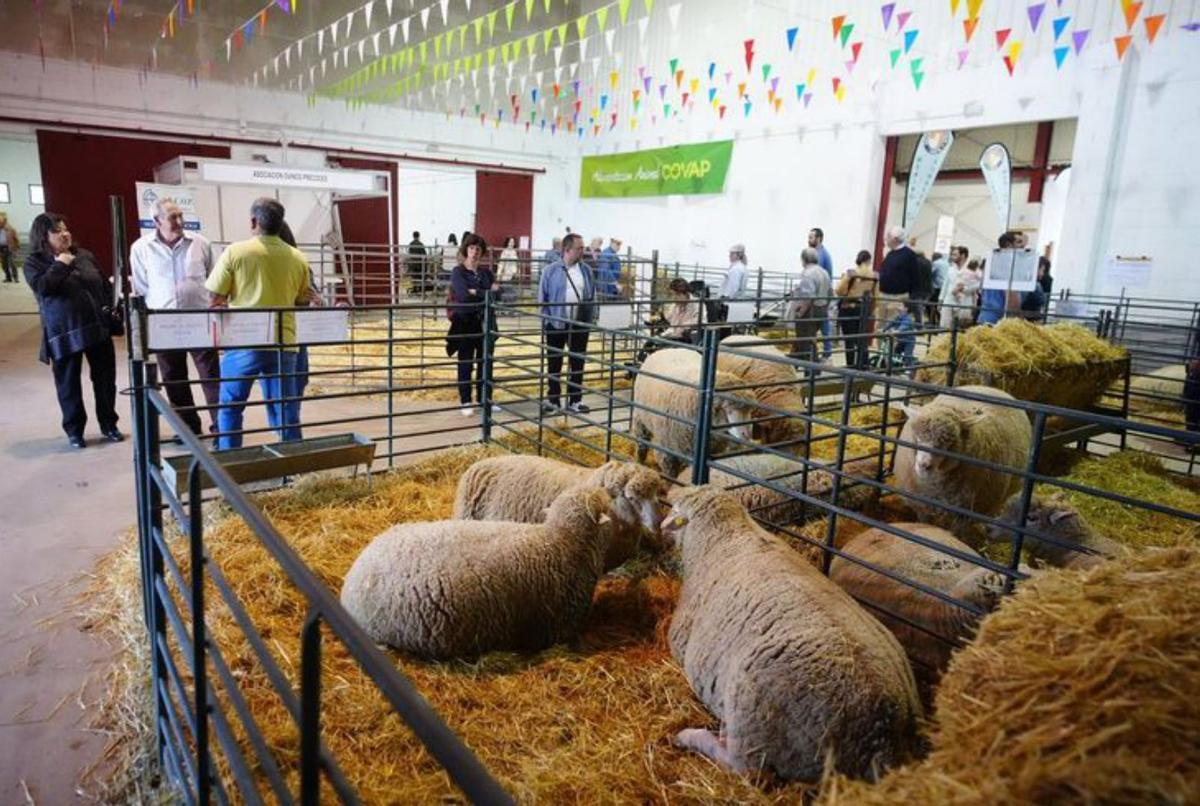 La Feria celebró ayer una subasta de ganado ovino.