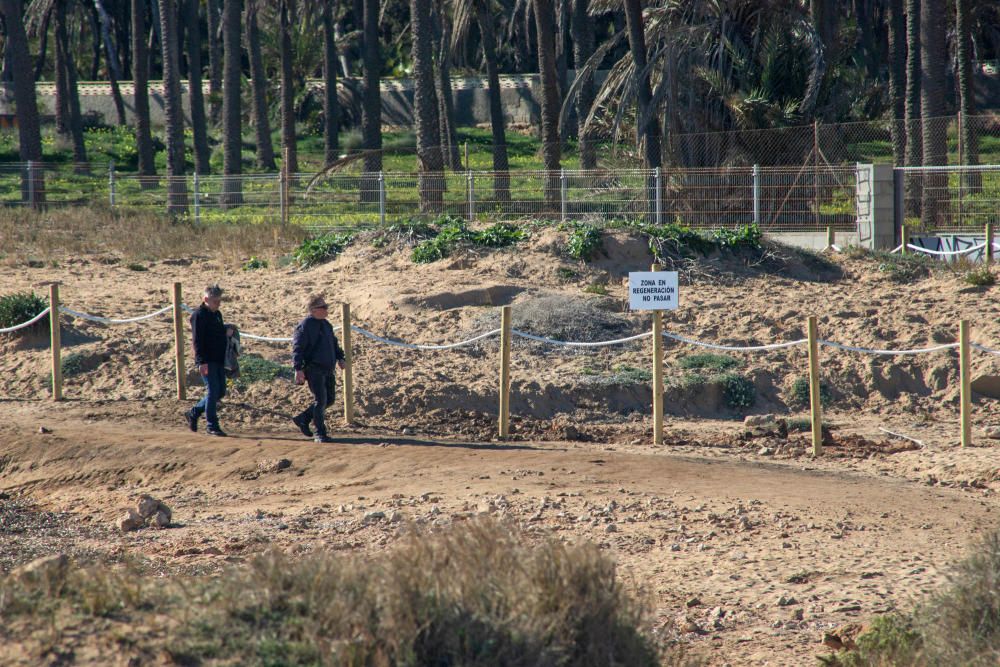 Costas ha realizado un proyecto de regeneración de los restos del cordón dunar de cala Ferrís, además de trabajos de poda y plantación de vegetación autóctona