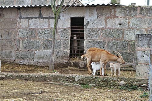 Junge Landwirte auf Mallorca