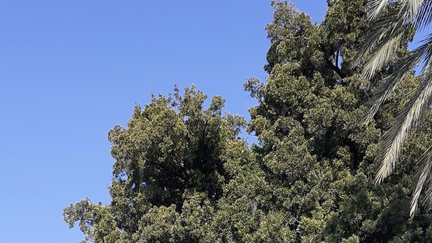 Más protección para el tejo japonés centenario de los jardines de Viveros