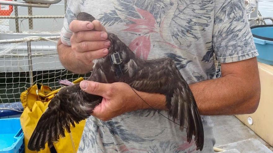SEO/BirdLife alerta del riesgo para los &#039;virots&#039; de la captura accidental en artes de pesca