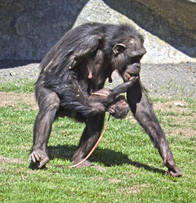 Nace una cría de chimpancé en Bioparc Valencia