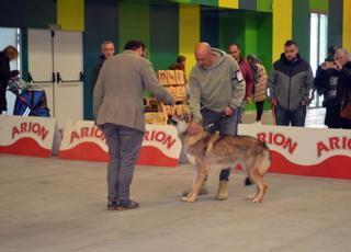 Un ejemplar Akita gana el Concurso Nacional Canino de Benavente
