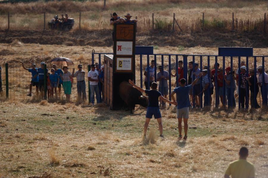 Fiestas en Zamora: Encierro en Venialbo