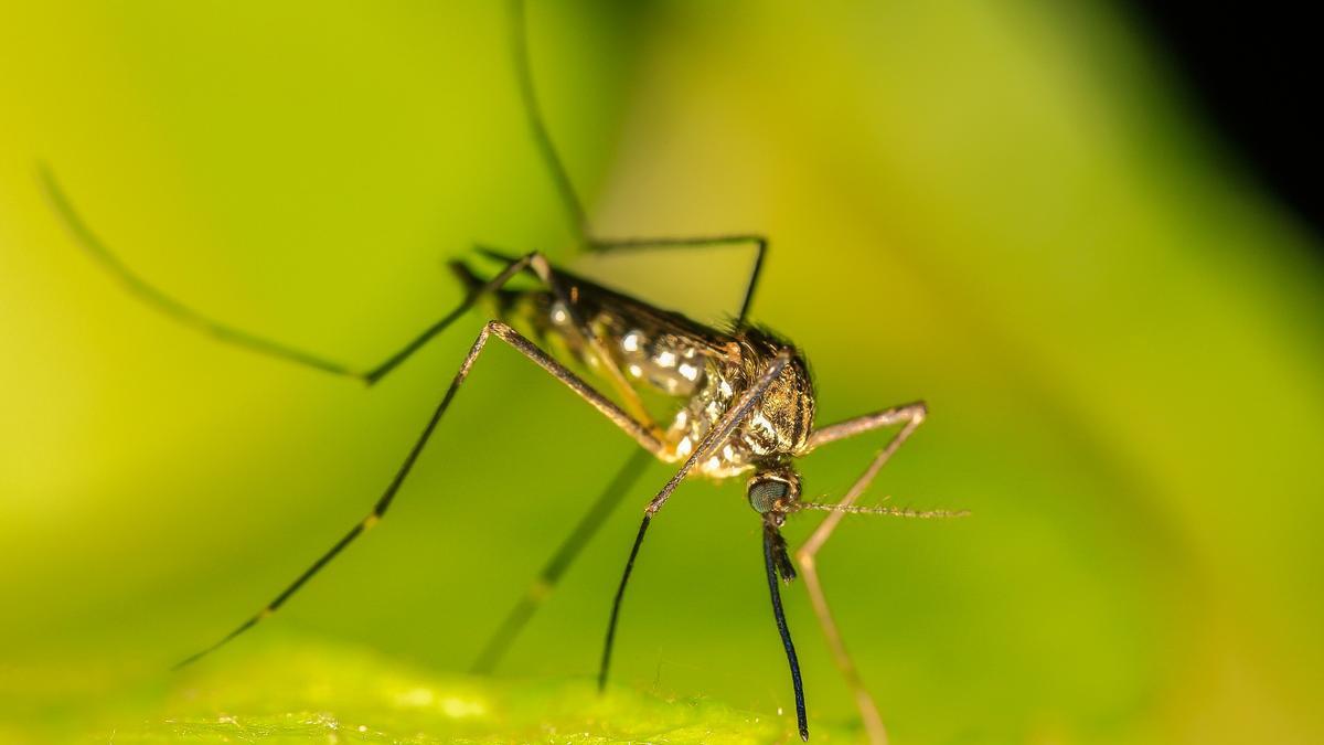 Los mosquitos cumplen tres funciones.
