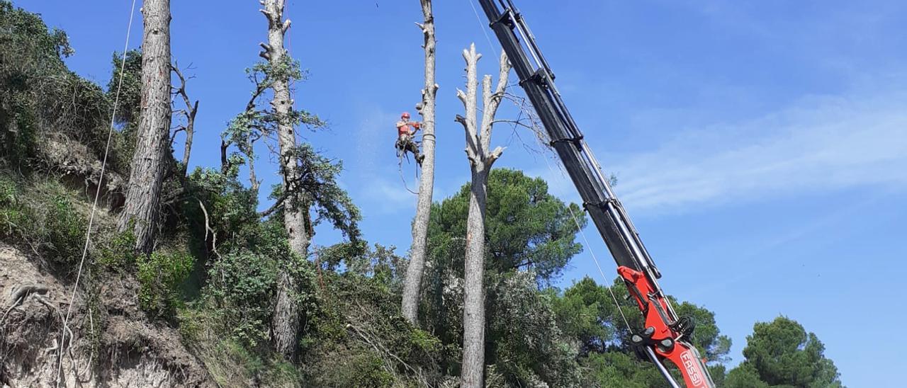 Retiran cuatro grandes pinos en el Camí de la Puríssima de Ontinyent