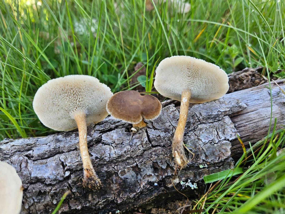 Lentinus Arcularius.