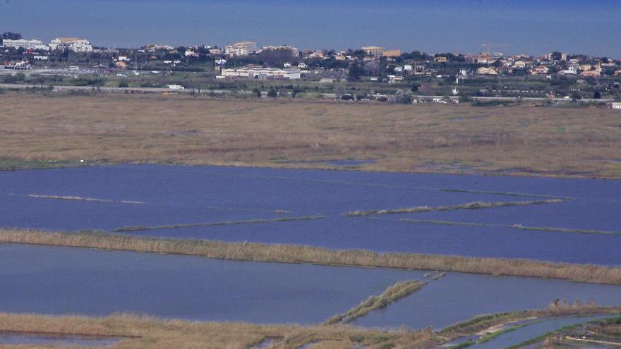 El alcalde de Dénia niega un conflicto con Pego por el arroz bomba