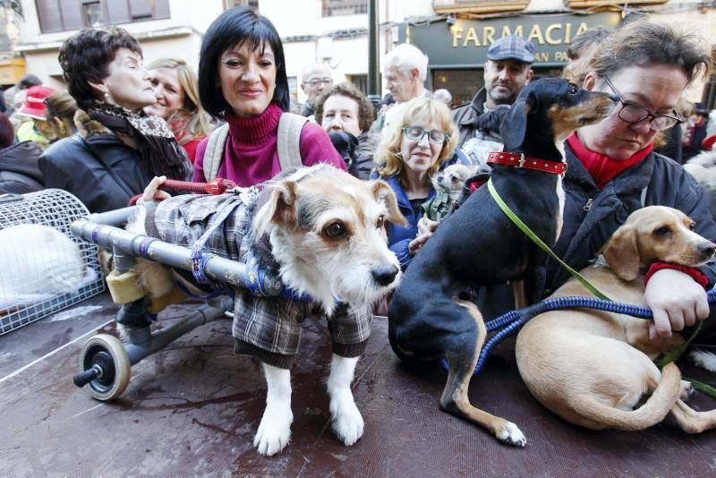 Fotogalería: Fiesta de San Antón