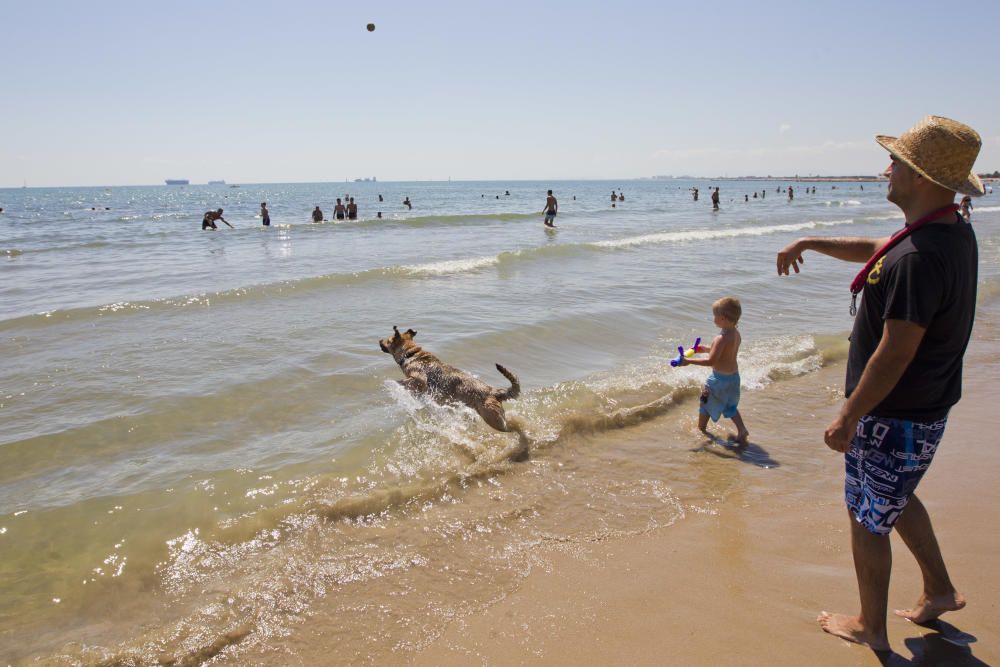 La playa para perros de Pinedo, a reventar