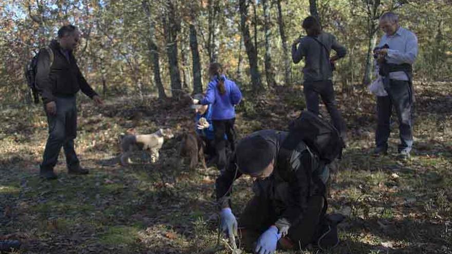 Un grupo de aficionados recoge setas en un bosque de Aliste.