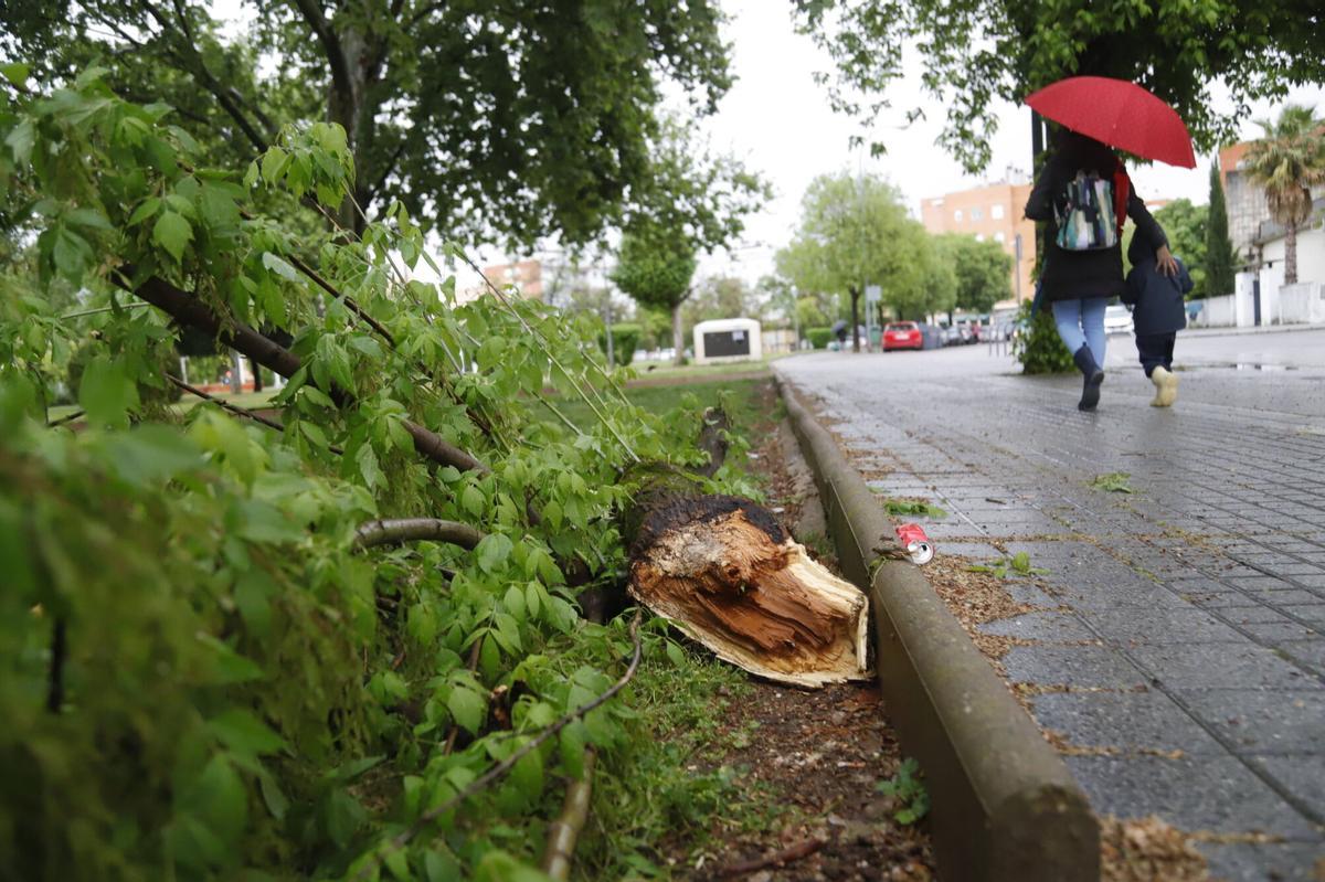 A.J.González Córdoba Lluvia temporal borrasca Ramas caídas en avenida de Guerrita