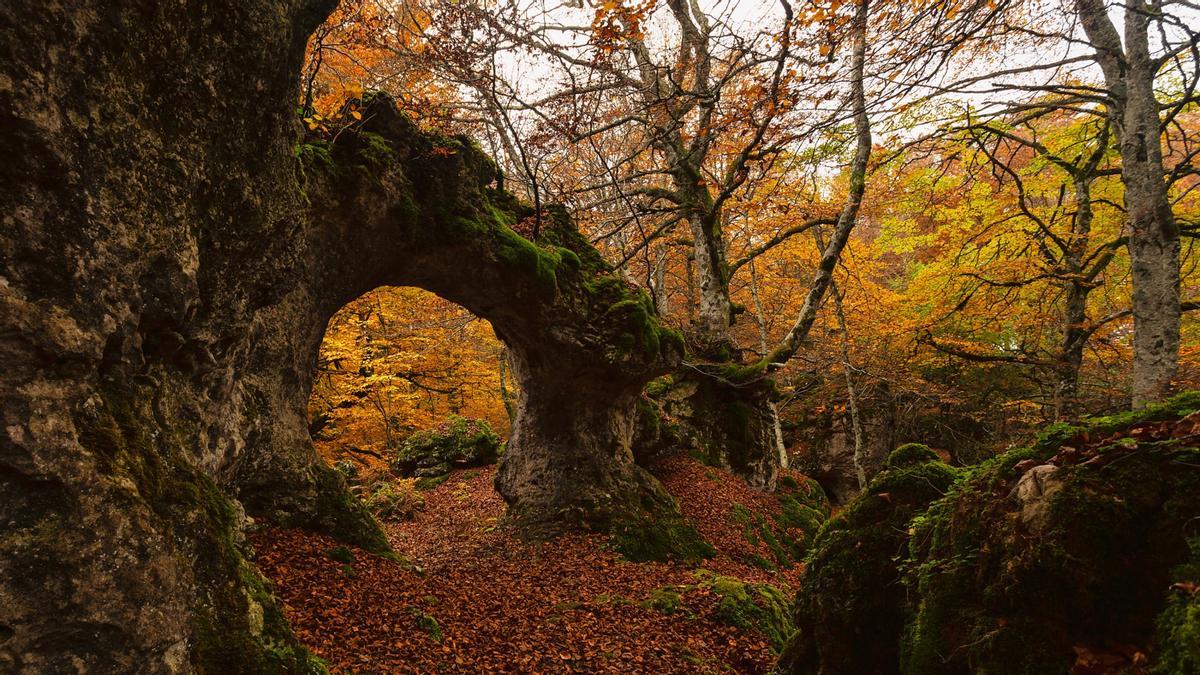 Descubre la ruta de los hayedos encantados, un joya en el corazón de Navarra.