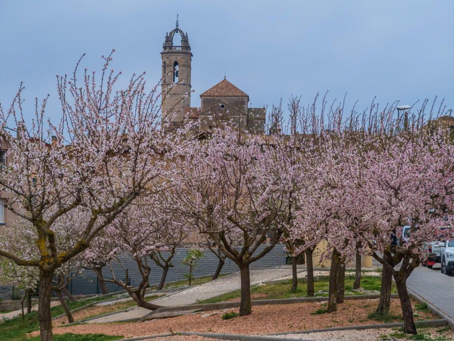 Arbreda. A Moià, aquesta bonica plantació ornamental dóna un aire primaveral.