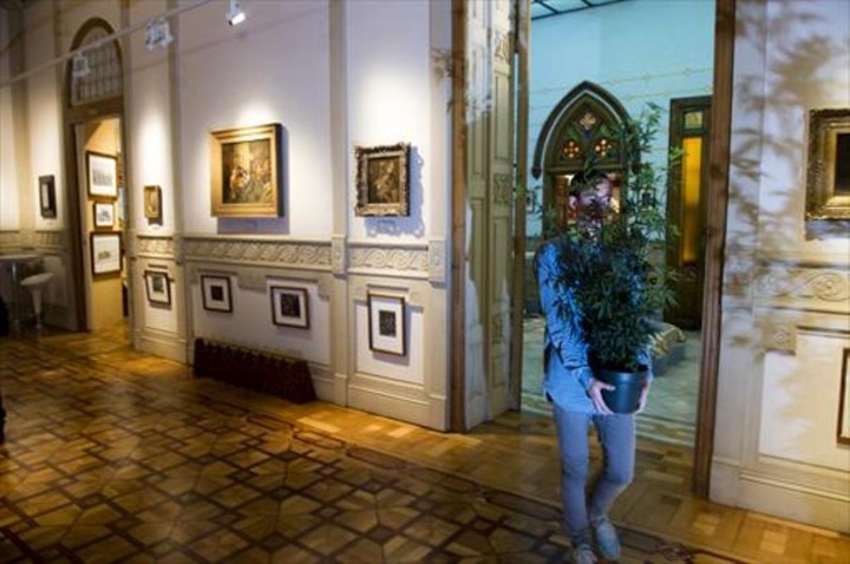 Un empleado traslada una planta de cannabis -de plástico- por la sala Antiguos Maestros del Museo del Cannabis, el martes pasado. Un empleado traslada una planta de cannabis -de plástico- por la sala Antiguos Maestros del Museo del Cannabis, el martes pasado.