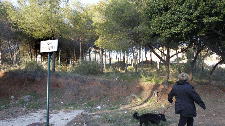 La procesionaria podría tener graves consecuencias para las mascotas.