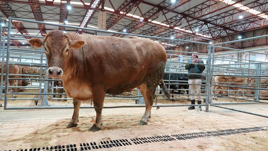 El buey por el que se pagaron más de 9.000 euros