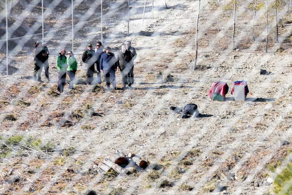 Las imágenes de la llegada de tres ejemplares de lince ibérico a las montañas de Lorca