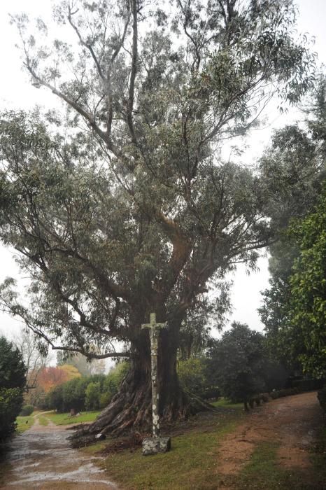 El pazo de Rubiáns muestra su gran tesoro botánico