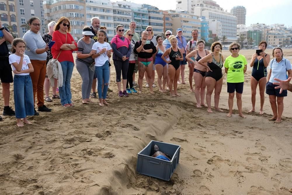 Suelta de una tortuga boba en Las Canteras