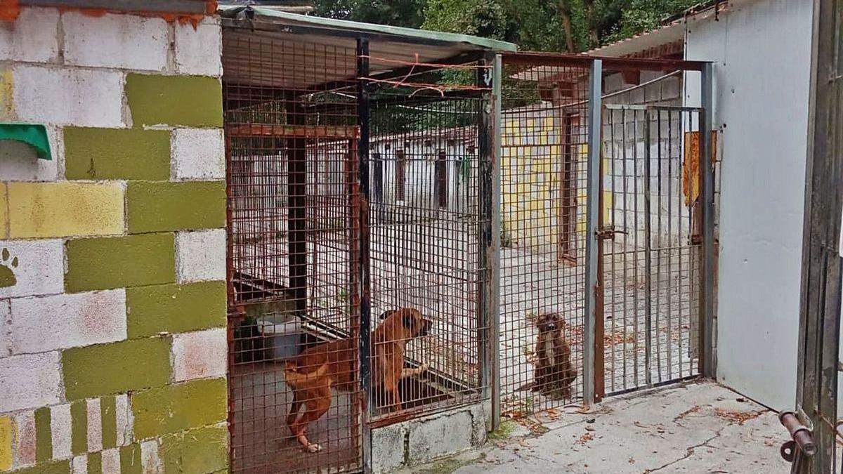 Animales en el albergue municipal de Mieres.