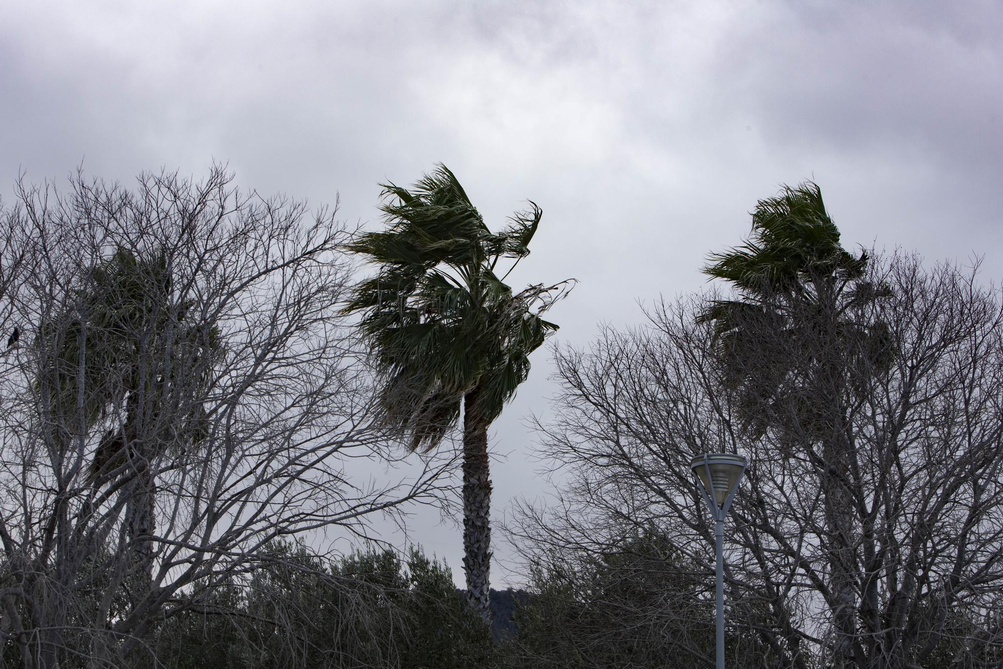 El viento causa varios incidentes en Xàtiva y Ontinyent