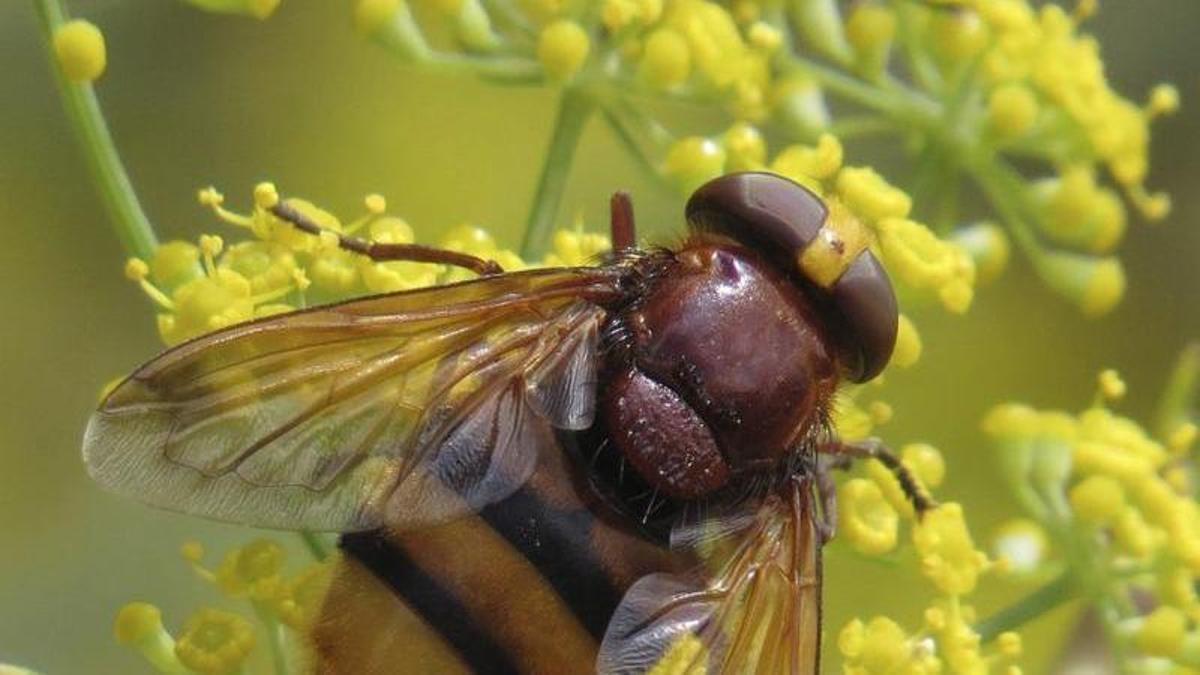 La mosca disfrazada de avispón