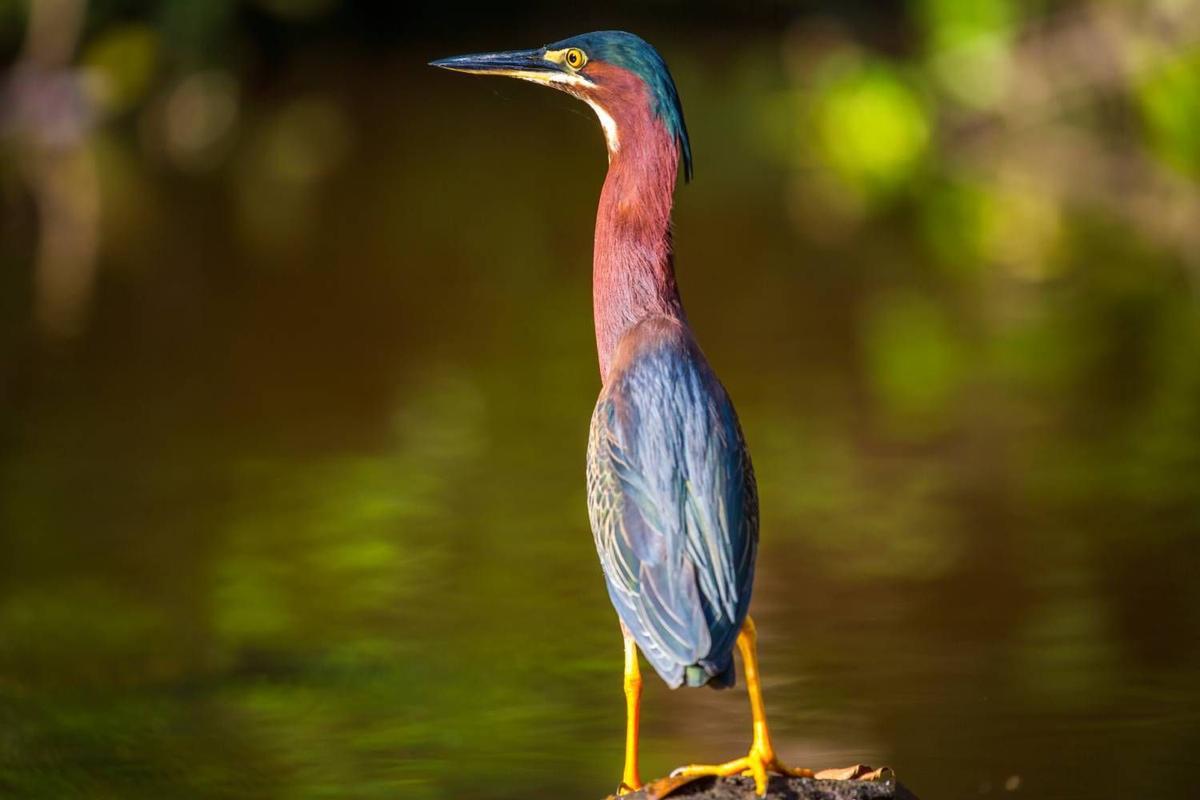 Costa Rica es el hogar de más de 400 especies de aves