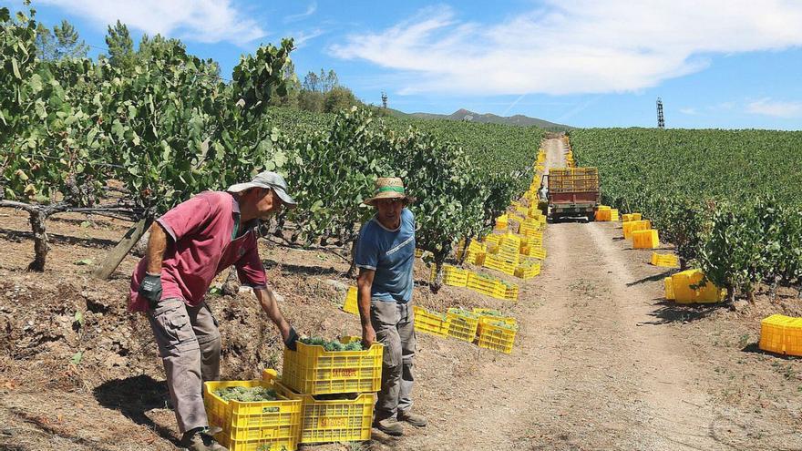 Dos profesionales recogen uvas en una de las bodegas de la DO Valdeorras. |   // FDV