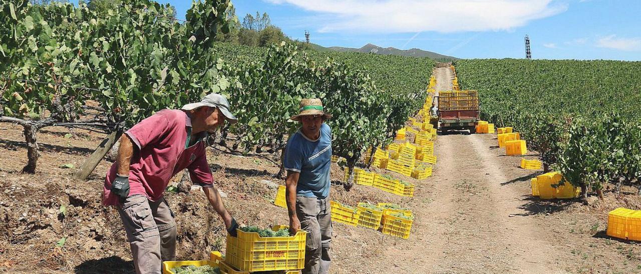 Dos profesionales recogen uvas en una de las bodegas de la DO Valdeorras. |   // FDV