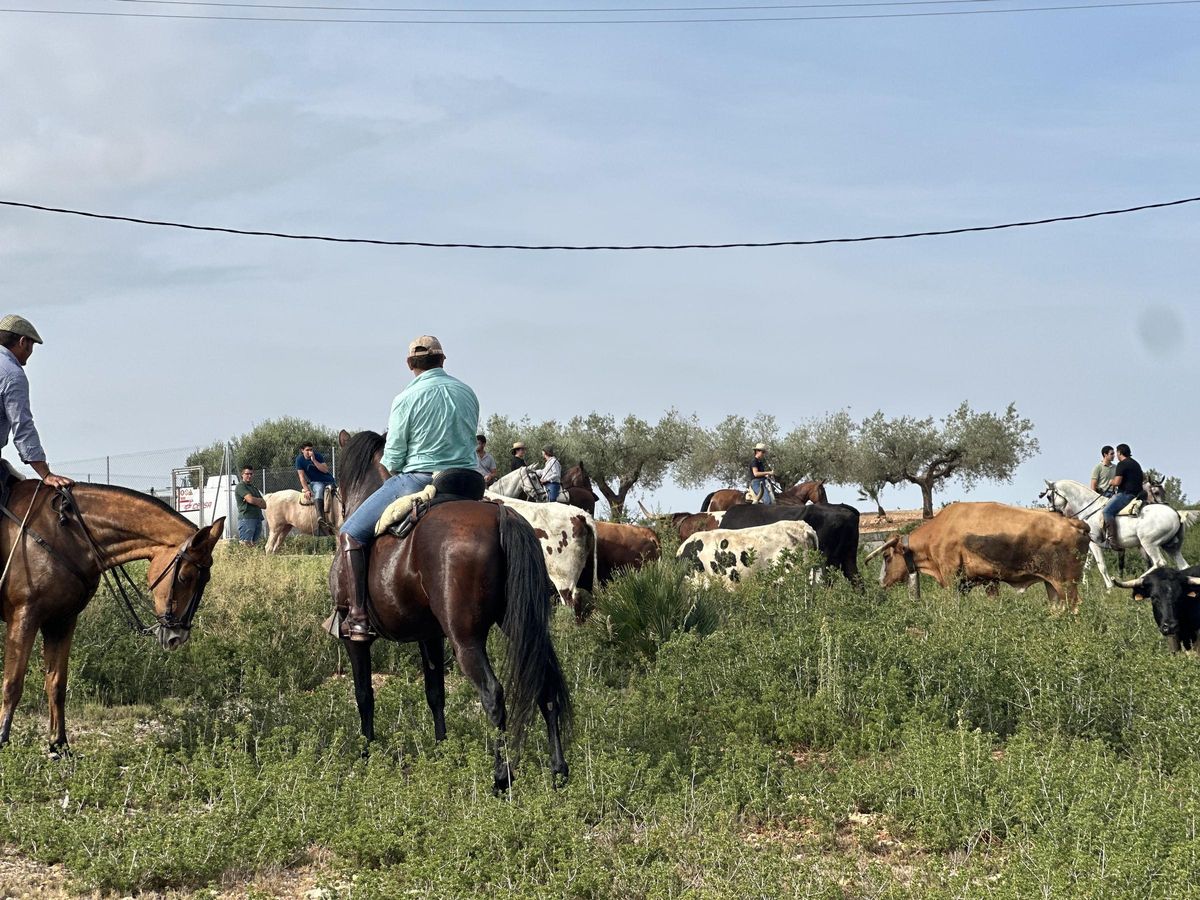 Concentración de mansos y caballos este domingo en Vall d'Alba.