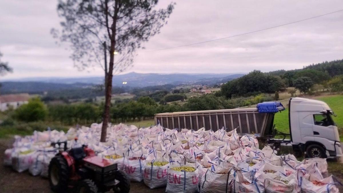 El lagar Peroja, trabajando estos días en la recogida de manzana.
