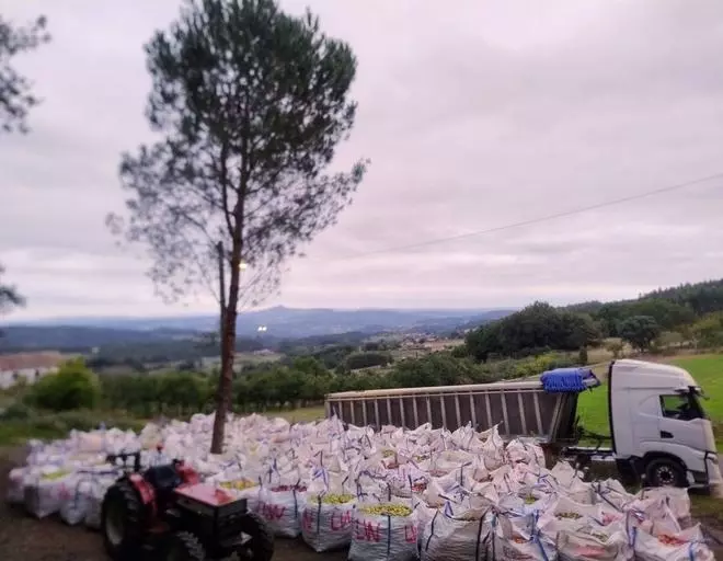 La manzana sidrera pesa menos este año debido a la sequía de los meses estivales