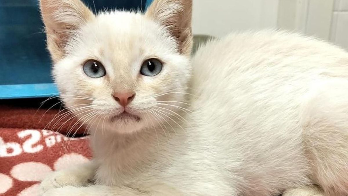 Orión, uno de los gatos en adopción de Gatopía Salceda.