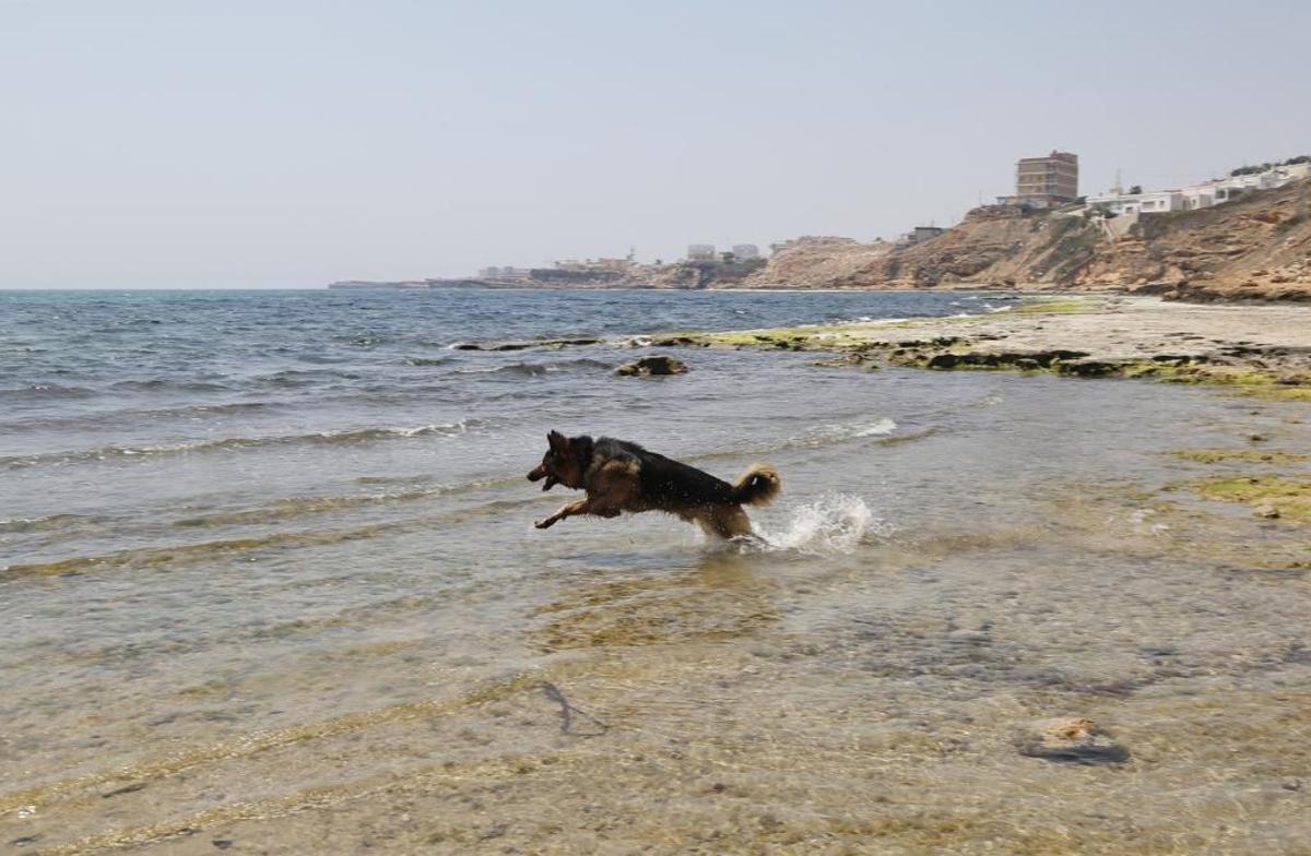 Las mejores playas para perros en la provincia de Alicante