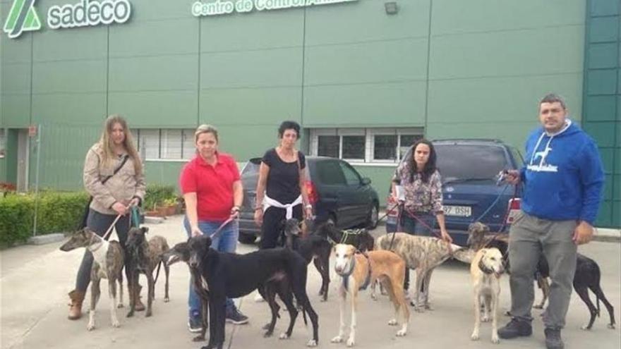 La Asociación Galgos del Sur rescata a once galgos de la perrera