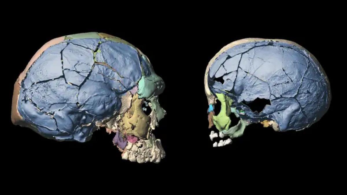 Restauración digital de cráneos de niños y adultos de hace 160.000 años.