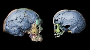 Restauración digital de cráneos de niños y adultos de hace 160.000 años.