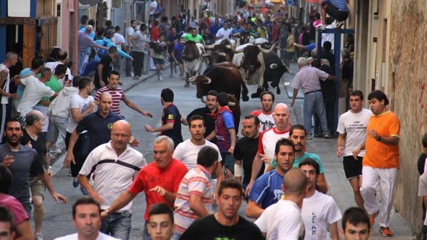 Toros de Torrehandilla para el encierro de las fiestas de mayo de Vila-real